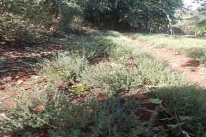 Thyme from Kenya